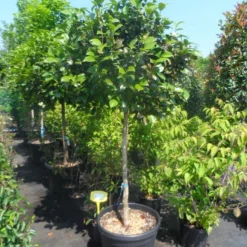 Camelia Op Stam (Camellia Japonica) -Tuin Verhaal Verkoopwinkel camellia japonica halfstam c70 extra