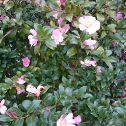 Camelia Als Boom (Camellia Sasanqua) -Tuin Verhaal Verkoopwinkel camellia sasangua 2 1