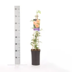 Trompetbloem (Campsis Radicans 'Flava') -Tuin Verhaal Verkoopwinkel campsis radicans flava