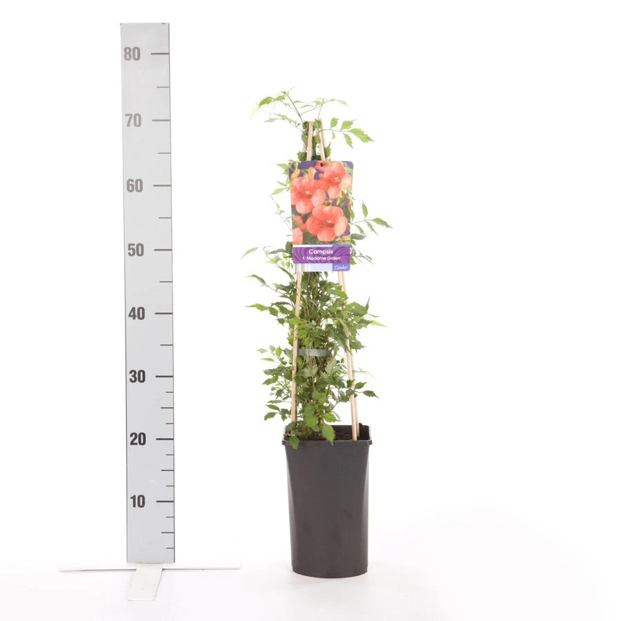 Trompetbloem (Campsis Tagliabuana 'Mme Galen') 4 Trompetbloem (Campsis Tagliabuana 'Mme Galen') - Afbeelding 2