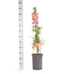 Trompetbloem (Campsis Tagliabuana 'Mme Galen') 13 Trompetbloem (Campsis Tagliabuana 'Mme Galen') -Tuin Verhaal Verkoopwinkel campsis t. madame galen 1.00 1.25