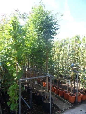 Trompetbloem (Campsis Tagliabuana 'Mme Galen') 9 Trompetbloem (Campsis Tagliabuana 'Mme Galen') - Afbeelding 7