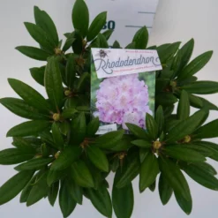 Dwergrhododendron (Rhododendron 'Caroline Allbrook') -Tuin Verhaal Verkoopwinkel car. allbrook c4 boven