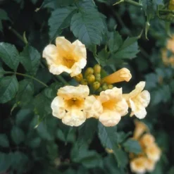 Trompetbloem (Campsis Radicans 'Flava') -Tuin Verhaal Verkoopwinkel carflava 7