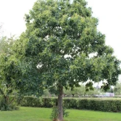 Tamme Kastanje (Castanea Sativa) 23 Tamme Kastanje (Castanea Sativa) -Tuin Verhaal Verkoopwinkel castanea sativa tamme kastanje 2