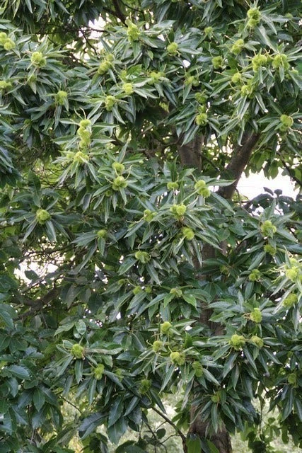 Tamme Kastanje (Castanea Sativa) 9 Tamme Kastanje (Castanea Sativa) - Afbeelding 7