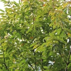 Tamme Kastanje (Castanea Sativa) 17 Tamme Kastanje (Castanea Sativa) -Tuin Verhaal Verkoopwinkel castanea sativa tamme kastanje 5
