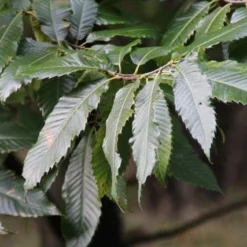 Tamme Kastanje (Castanea Sativa) 18 Tamme Kastanje (Castanea Sativa) -Tuin Verhaal Verkoopwinkel castanea sativa tamme kastanje 8