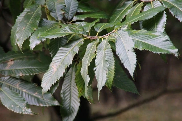 Tamme Kastanje (Castanea Sativa) 8 Tamme Kastanje (Castanea Sativa) - Afbeelding 6