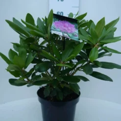 Rhododendron (Rhododendron Catawbiense 'Boursault') 17 Rhododendron (Rhododendron Catawbiense 'Boursault') -Tuin Verhaal Verkoopwinkel cat. boursalt c5 voor