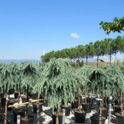 Treurceder Op Stam (Cedrus Libani 'Glauca Pendula') -Tuin Verhaal Verkoopwinkel cedrus