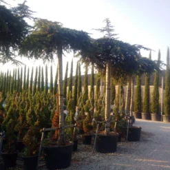 Ceder Als Dakboom (Cedrus Deodara 'Pendula') -Tuin Verhaal Verkoopwinkel cedrus deodara dak