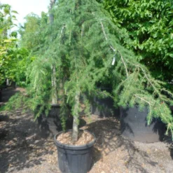 Treurceder (Cedrus Deodara 'Pendula') -Tuin Verhaal Verkoopwinkel cedrus deodara pendula 20 25ho c110