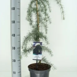 Treurceder (Cedrus Deodara 'Pendula') -Tuin Verhaal Verkoopwinkel cedrus deodara pendula c3 m 1