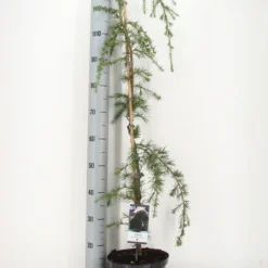 Treurceder (Cedrus Deodara 'Pendula') -Tuin Verhaal Verkoopwinkel cedrus deodara pendula c5 m 1