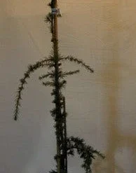 Treurceder Als Boom (Cedrus Libani 'Glauca Pendula') -Tuin Verhaal Verkoopwinkel cedrus libani glauca pendula