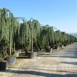 Treurceder Als Boom (Cedrus Libani 'Glauca Pendula') -Tuin Verhaal Verkoopwinkel cedrus libani glauca pendula 2 1