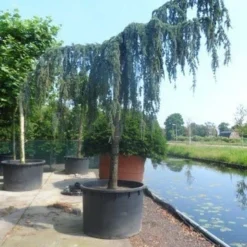 Treurceder Als Boom (Cedrus Libani 'Glauca Pendula') -Tuin Verhaal Verkoopwinkel cedrus libani glauca pendula 35 40ho c1000 1