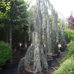 Treurceder Als Boom (Cedrus Libani 'Glauca Pendula') -Tuin Verhaal Verkoopwinkel cedrus libani glauca pendula 350 400 c160 1