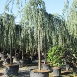 Treurceder Als Boom (Cedrus Libani 'Glauca Pendula') -Tuin Verhaal Verkoopwinkel cedrus libani glauca pendula 3 1