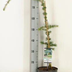 Treurceder Als Boom (Cedrus Libani 'Glauca Pendula') -Tuin Verhaal Verkoopwinkel cedrus libani glauca pendula c3 m