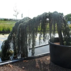 Treurceder Als Boom (Cedrus Libani 'Glauca Pendula') -Tuin Verhaal Verkoopwinkel cedrus libani glauca pendula halfstam c1000 solitair 1