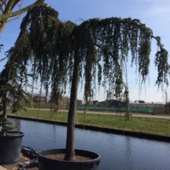 Treurceder Als Boom (Cedrus Libani 'Glauca Pendula') -Tuin Verhaal Verkoopwinkel cedrus libani glauca pendula hoogstam solt