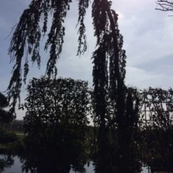Treurceder Als Boom (Cedrus Libani 'Glauca Pendula') -Tuin Verhaal Verkoopwinkel cedrus libanica glauca pendula solitair geveerd