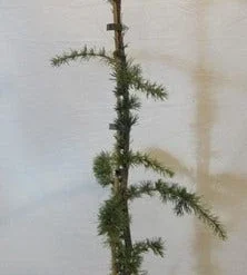 Treurceder Als Boom (Cedrus Libani 'Glauca Pendula') -Tuin Verhaal Verkoopwinkel celibanicaglauca pendula080