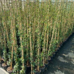 Toscaanse Jasmijn (Trachelospermum Jasminoides 'Winter Ruby') -Tuin Verhaal Verkoopwinkel cf397af1 424c 440f b659 6b33d5eedf60