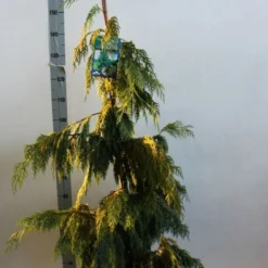 Cypres (Chamaecyparis Nootkatensis 'Pendula') -Tuin Verhaal Verkoopwinkel chamacyparis n pendula 100 125 cm co. 10l b kopie