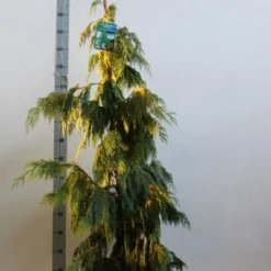 Cypres (Chamaecyparis Nootkatensis 'Pendula') -Tuin Verhaal Verkoopwinkel chamacyparis n pendula 100 125 cm co. 10l kopie