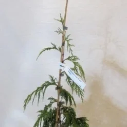 Cypres (Chamaecyparis Nootkatensis 'Pendula') -Tuin Verhaal Verkoopwinkel chamacyparisnpendula050 060