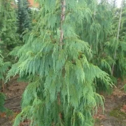 Cypres (Chamaecyparis Nootkatensis 'Pendula') -Tuin Verhaal Verkoopwinkel chamacyparisntkpend.125150ak