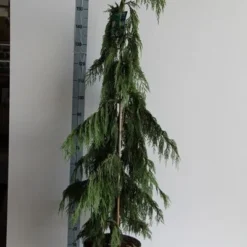 Cypres (Chamaecyparis Nootkatensis 'Pendula') -Tuin Verhaal Verkoopwinkel chamaecyparis n. pendula 125 150 cm co. 12l v