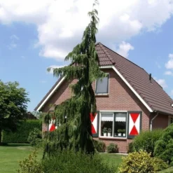 Cypres (Chamaecyparis Nootkatensis 'Pendula') -Tuin Verhaal Verkoopwinkel chamaecyparis nootk. pendula