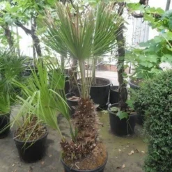 Dwergpalm (Chamaerops Humilis) -Tuin Verhaal Verkoopwinkel chamaerops humilis 100 125 150 c70 1
