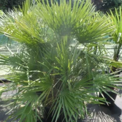 Dwergpalm (Chamaerops Humilis) -Tuin Verhaal Verkoopwinkel chamaerops humilis 125 150 c70