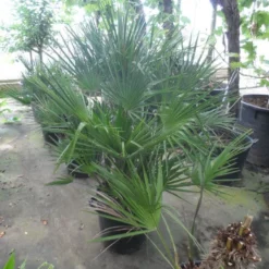 Dwergpalm (Chamaerops Humilis) -Tuin Verhaal Verkoopwinkel chamaerops humilis 80 100 c35