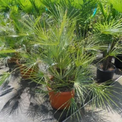 Dwergpalm (Chamaerops Humilis 'Cerifera') -Tuin Verhaal Verkoopwinkel chamaerops humilis cerifera 80 100 c30