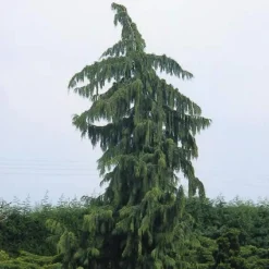 Cypres (Chamaecyparis Nootkatensis 'Pendula') -Tuin Verhaal Verkoopwinkel chnpendu 4