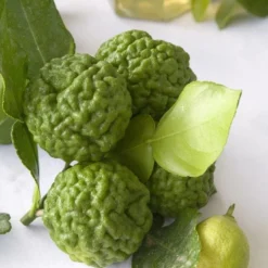 Kaffirlimoen (Citrus Hystrix) -Tuin Verhaal Verkoopwinkel citrus hystrix