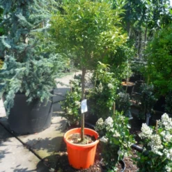 Kumquat (Citrus Kumquat) -Tuin Verhaal Verkoopwinkel citrus japonica kumquat halfstam c50