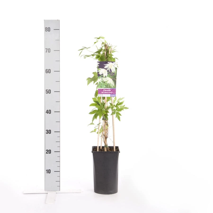 Bosrank (Clematis Alpina 'Albina Plena') 4 Bosrank (Clematis Alpina 'Albina Plena') - Afbeelding 2