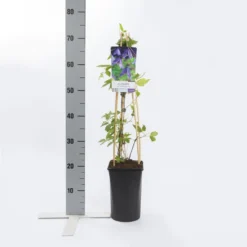 Bosrank (Clematis Alpina 'Helsingborg') -Tuin Verhaal Verkoopwinkel clematis alp. helsingborg