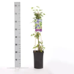 Bosrank (Clematis Alpina) 7 Bosrank (Clematis Alpina) -Tuin Verhaal Verkoopwinkel clematis alpina