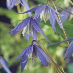 Tuin Verhaal Verkoopwinkel -Tuin Verhaal Verkoopwinkel clematis alpina 2