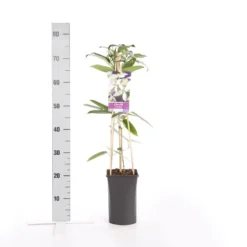 Bosrank, Groenblijvend (Clematis Armandii) 11 Bosrank, Groenblijvend (Clematis Armandii) -Tuin Verhaal Verkoopwinkel clematis armandii