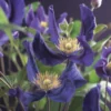 Bosrank (Clematis 'Blue Pirouette') 2 Bosrank (Clematis 'Blue Pirouette') -Tuin Verhaal Verkoopwinkel clematis blue pirouette pbr 2