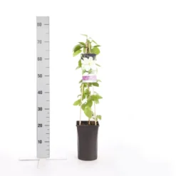 Tuin Verhaal Verkoopwinkel -Tuin Verhaal Verkoopwinkel clematis guernsey cream